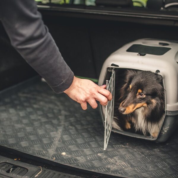 Jak przewozić psa w samochodzie? Bezpieczeństwo dla pupila i kierowcy.